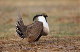 Gunnison Sage-Grouse